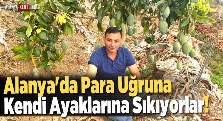 Alanya'da Para Uğruna Kendi Ayaklarına Sıkıyorlar!